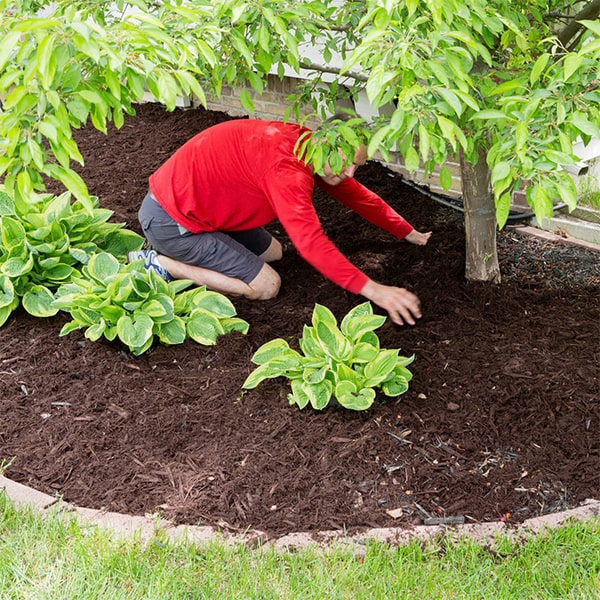 mulch installation generally lasts between one to two years before needing to be replaced